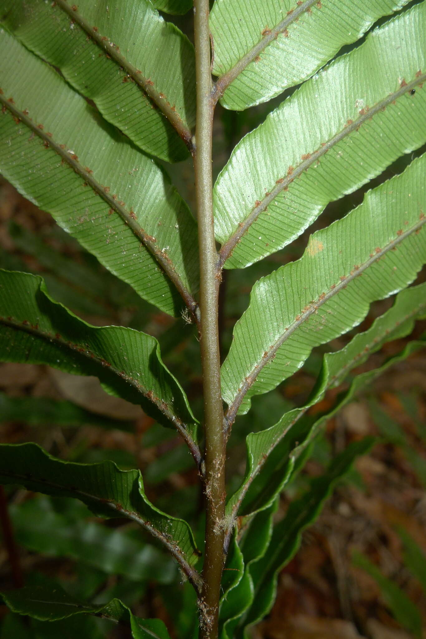 Image de Parablechnum chauliodontum (Copel.) Gasper & Salino