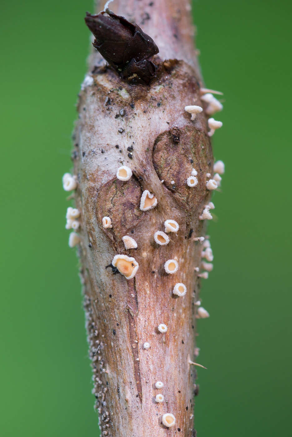 Image of Capitotricha rubi (Bres.) Baral 1985