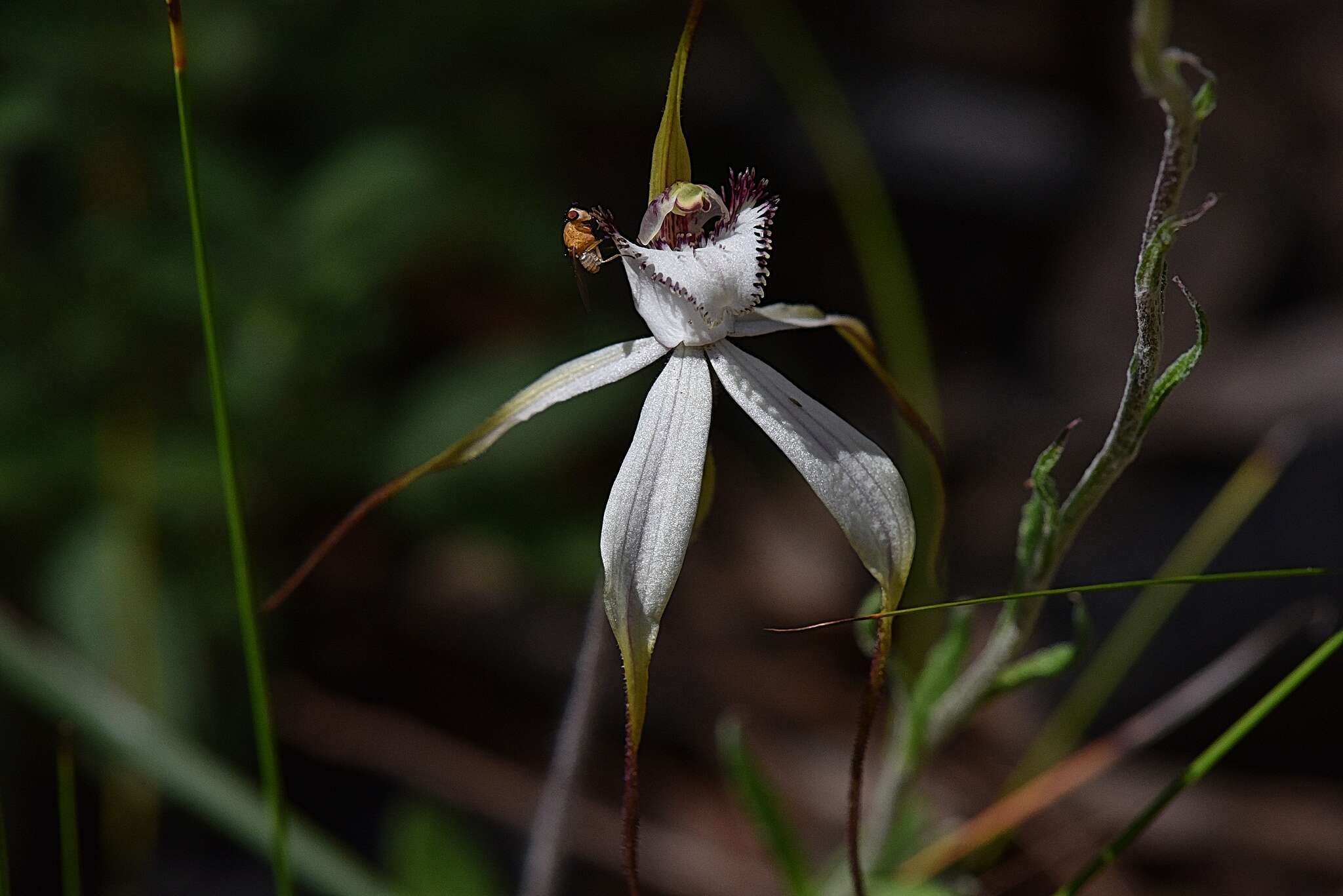 Image of Graceful spider orchid