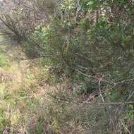 Imagem de Casuarina glauca Sieber