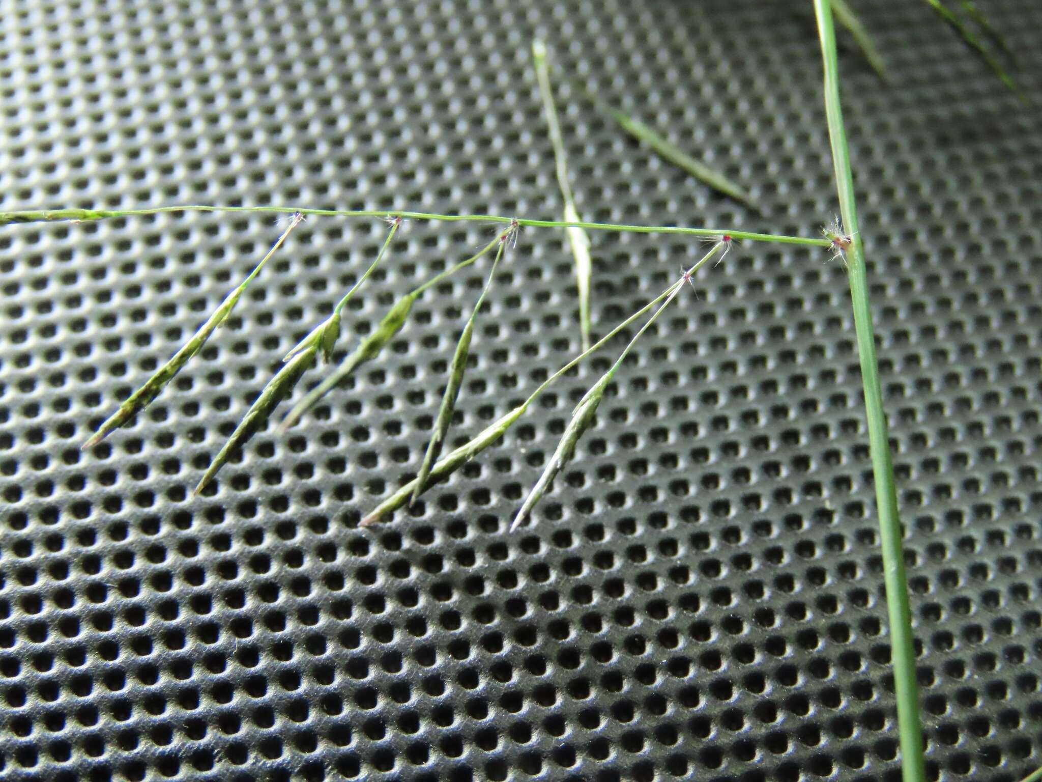 Image of elastic grass