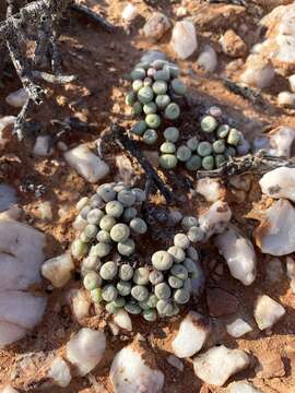 Image of Conophytum minutum var. minutum