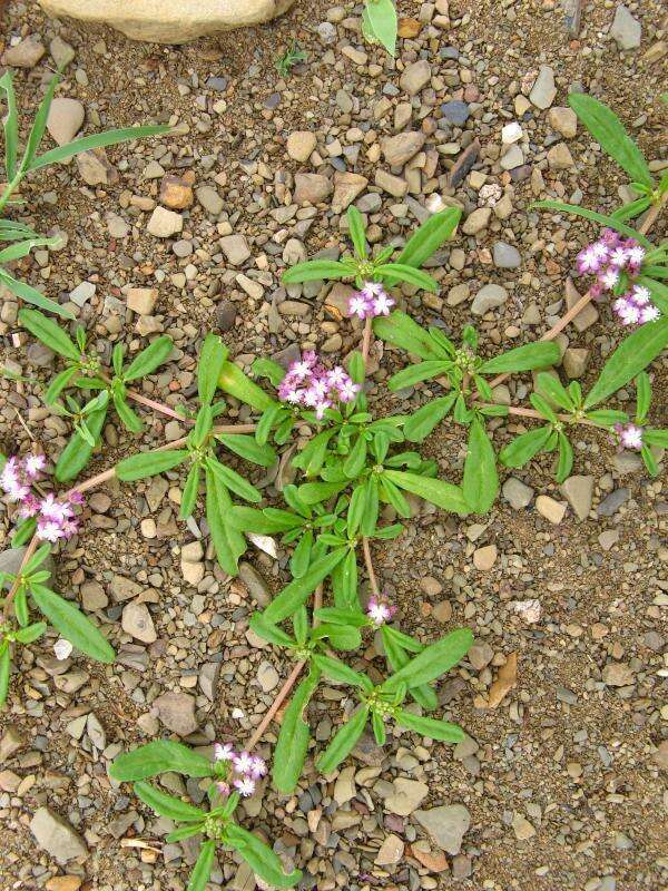 Imagem de Gisekia africana var. africana