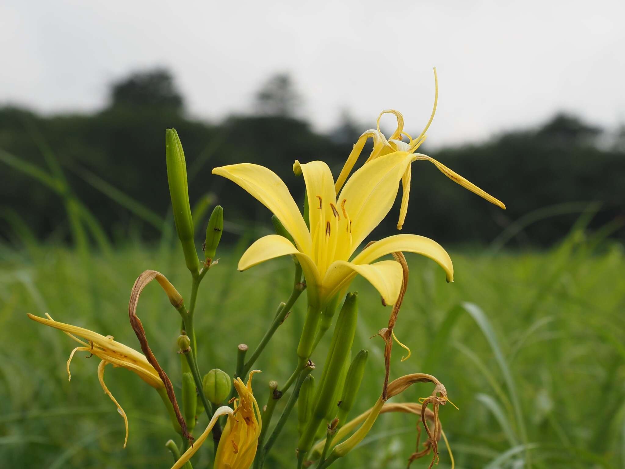 Image de Hemerocallis citrina var. vespertina (H. Hara) M. Hotta