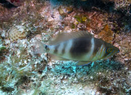 Image of Barred Hamlet