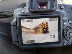 Image of Bass flathead