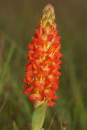 Image of Disa polygonoides Lindl.