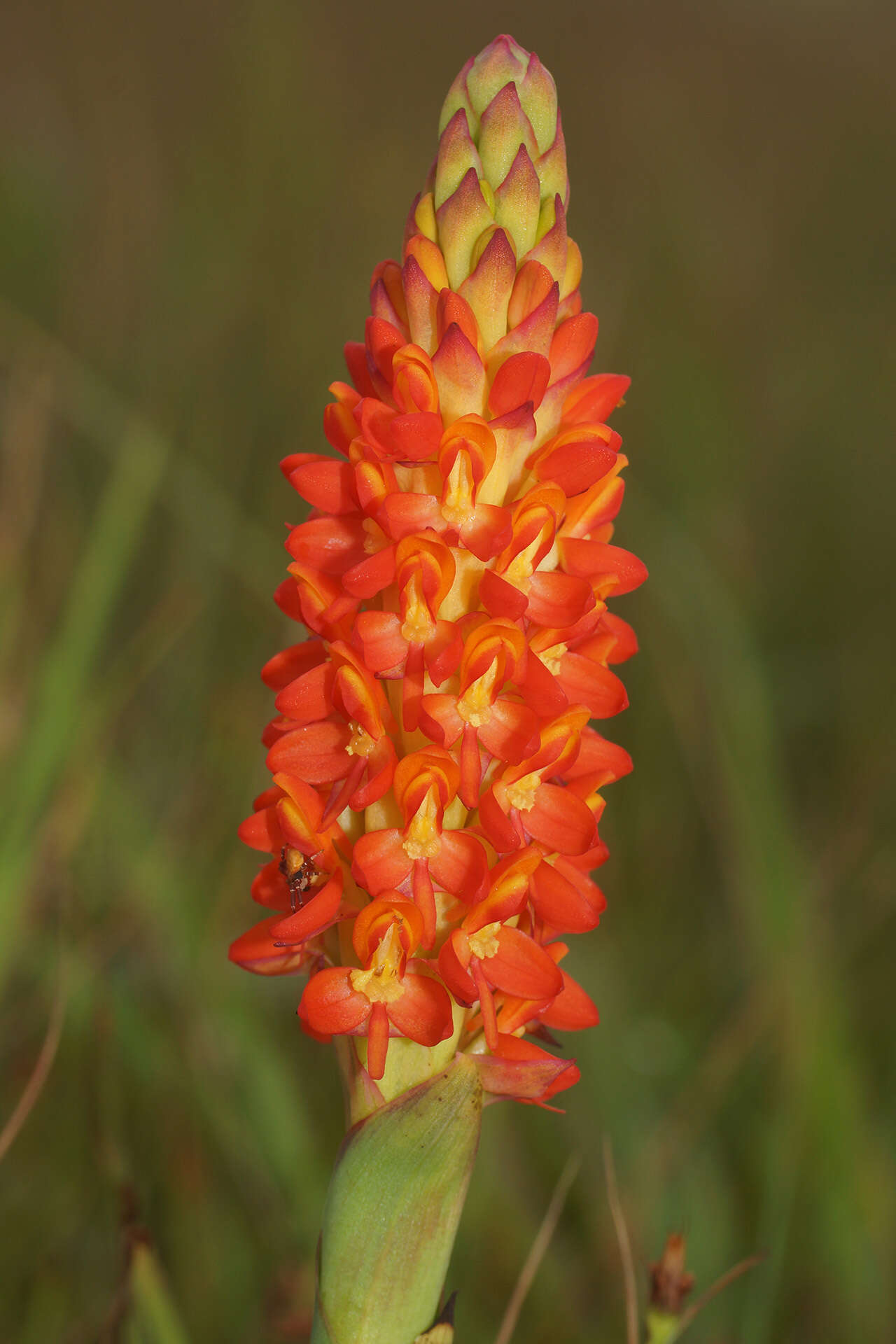 Image de Disa polygonoides Lindl.