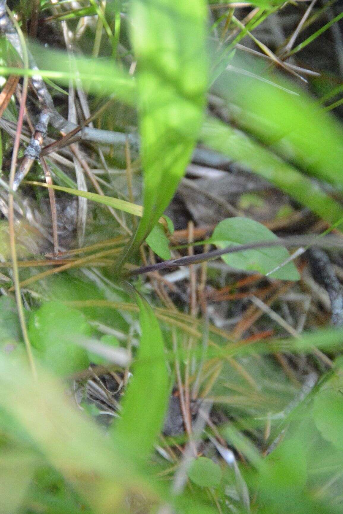 Image of Western False Deathcamas