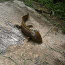 Image of Lake Patzcuaro Salamander
