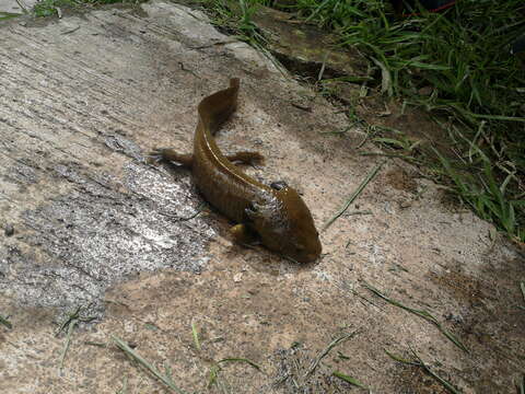 Image of Lake Patzcuaro Salamander