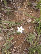 Imagem de Phlox andicola E. Nelson