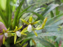 Image of Brassia euodes Rchb. fil.