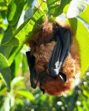 Image of Cinnamon Red Bat