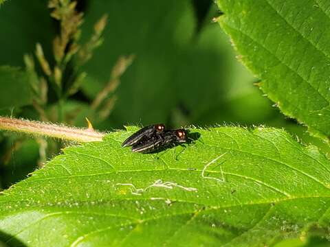 Imagem de Agrilus ruficollis (Fabricius 1787)