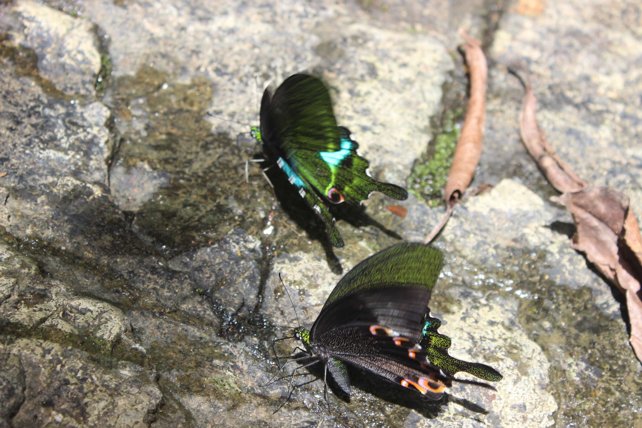 Image of Papilio paris Linnaeus 1758