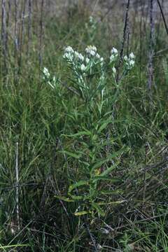 Image of Macoun's cudweed