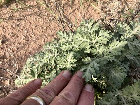 Image of weakleaf bur ragweed