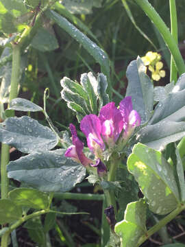 Imagem de Vicia narbonensis L.