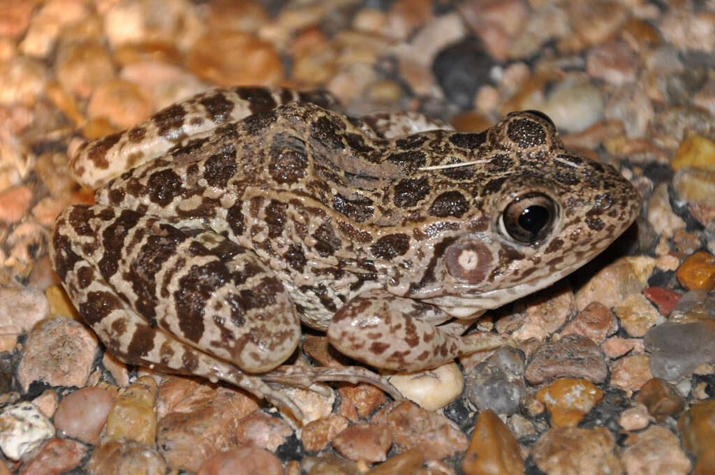 Image of Southern Crawfish Frog