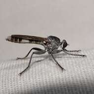 Image of Three-banded Robber Fly