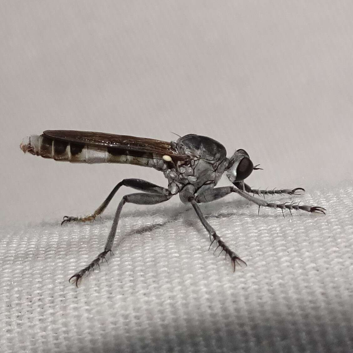 Image of Three-banded Robber Fly