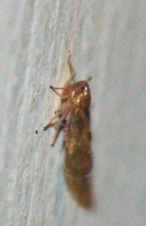 Image of Brown planthopper