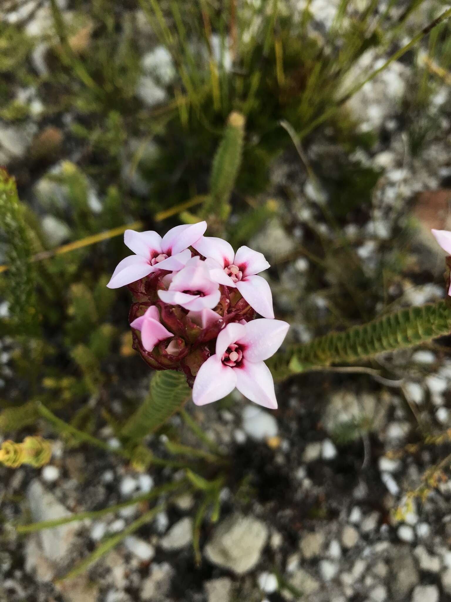 Image of Sonderothamnus speciosus (Sond.) Dahlgr.