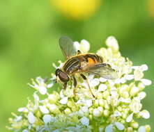 Слика од Mesembrius peregrinus (Loew 1846)