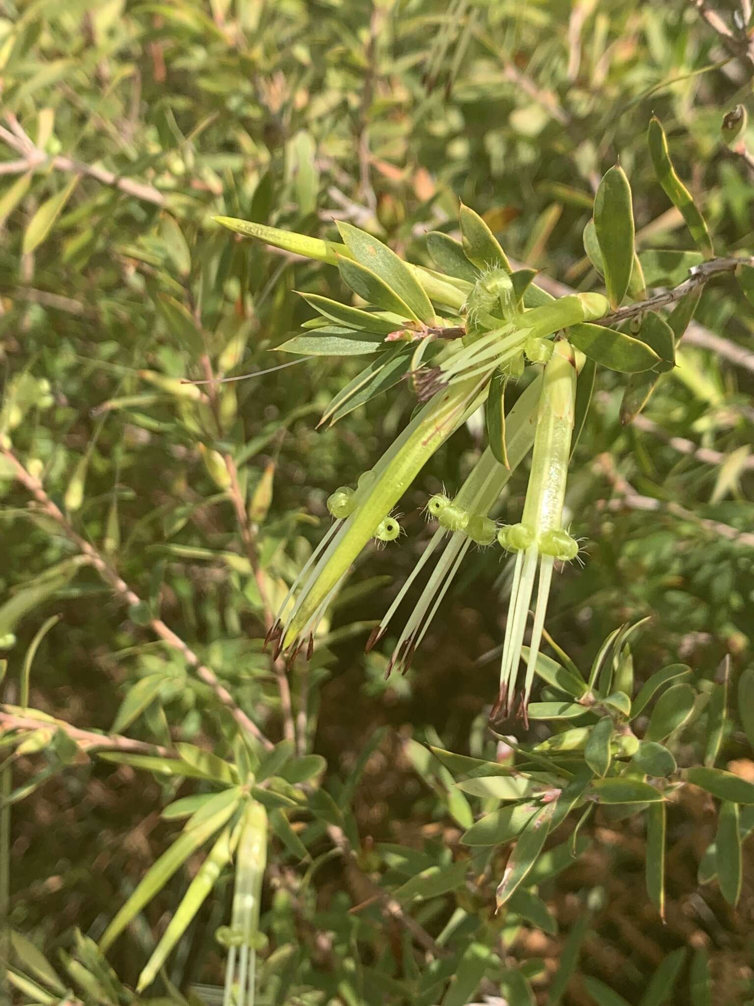 Image of Styphelia viridis Andr.