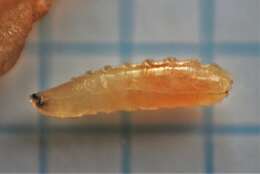 Image of Apple Maggot Fly