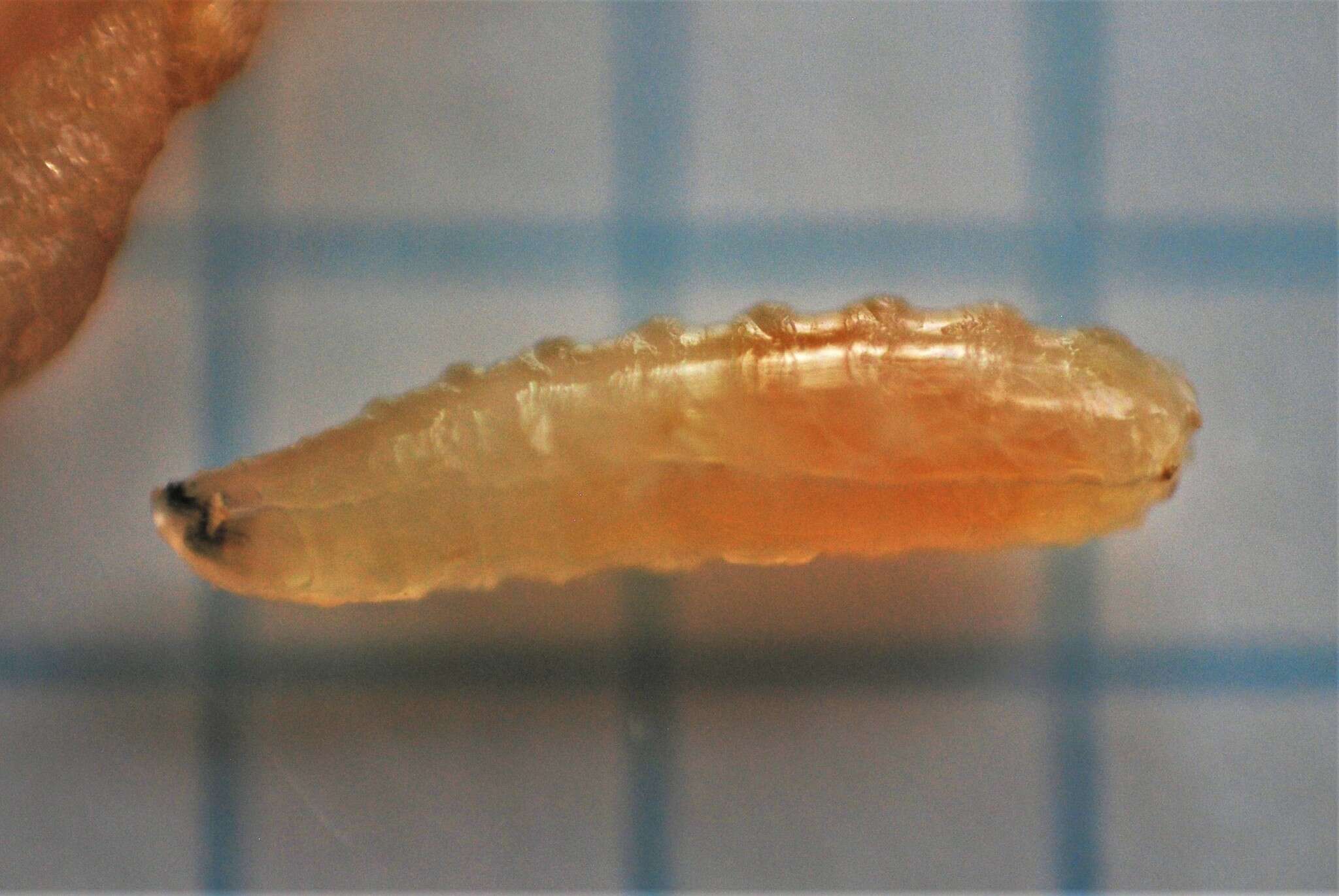 Image of Apple Maggot Fly