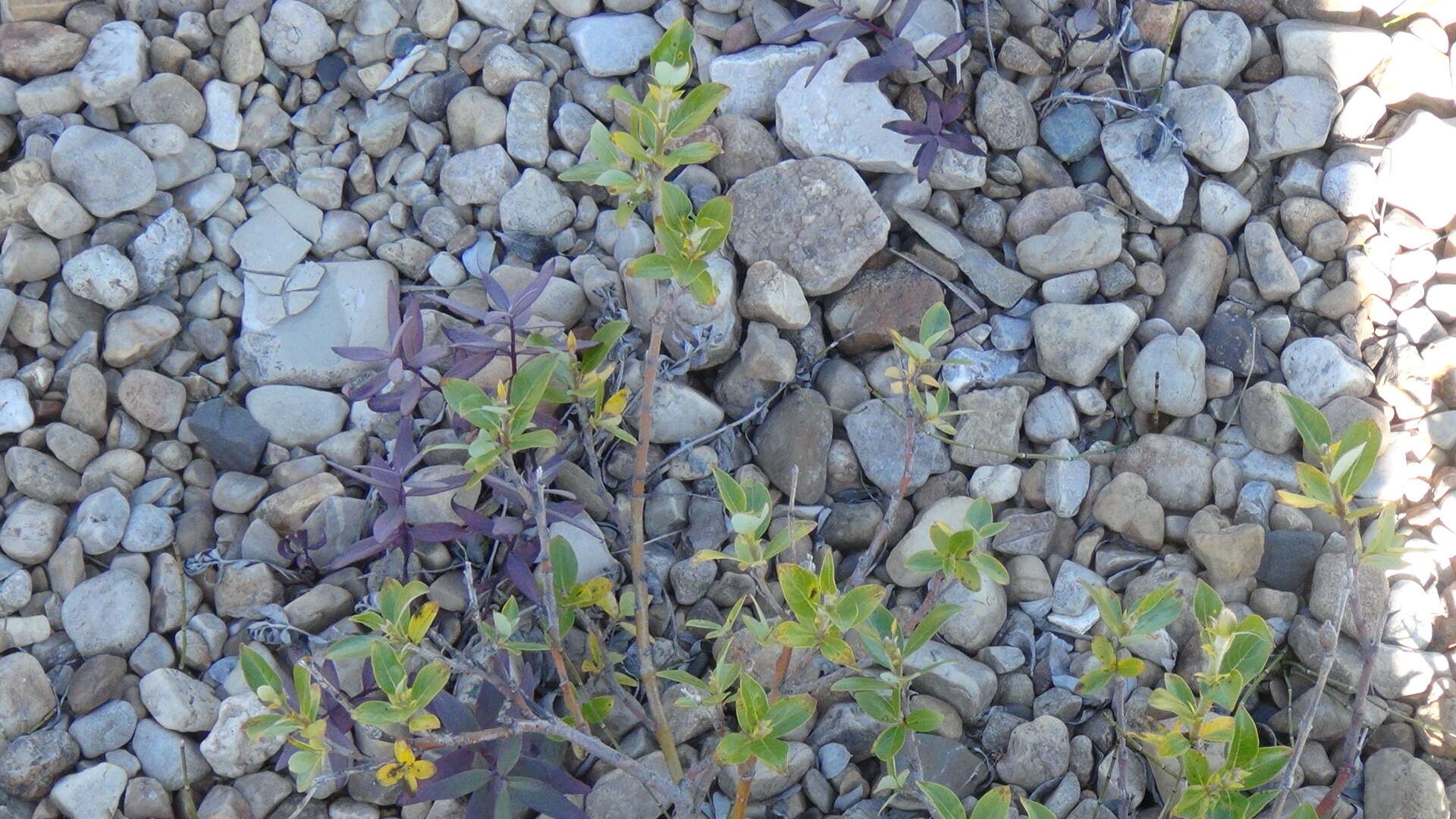 Salix richardsonii Hook.的圖片