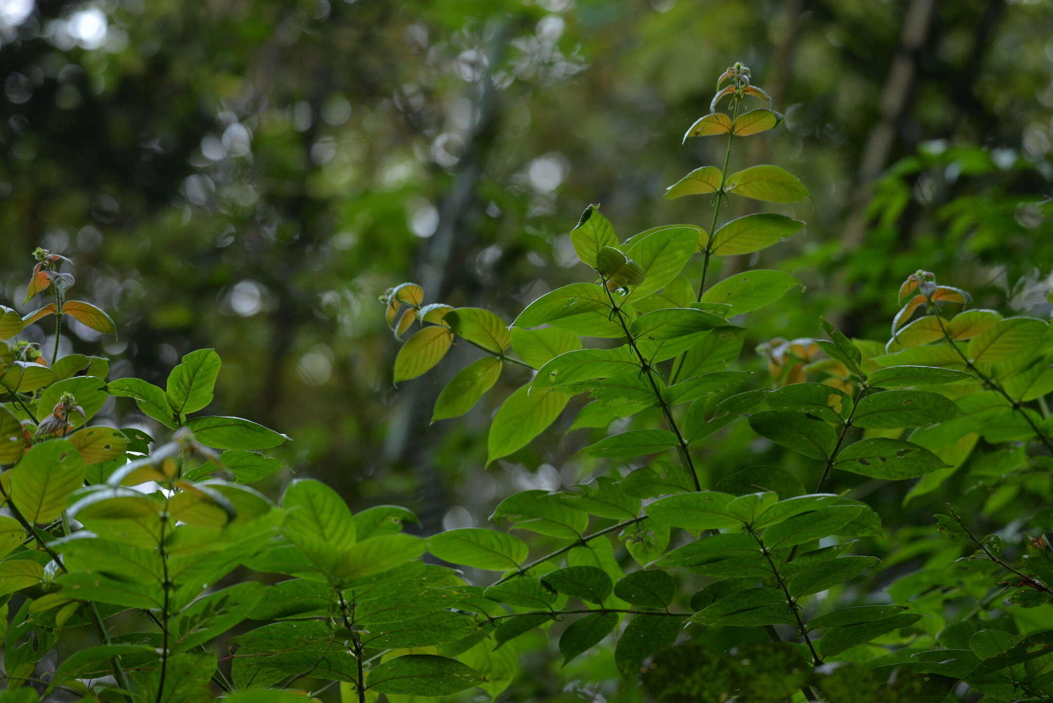 Image of Uncaria hirsuta Havil.