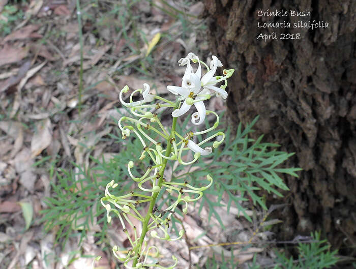 Image of Lomatia silaifolia (Sm.) R. Br.