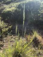 Image of serpentine reedgrass