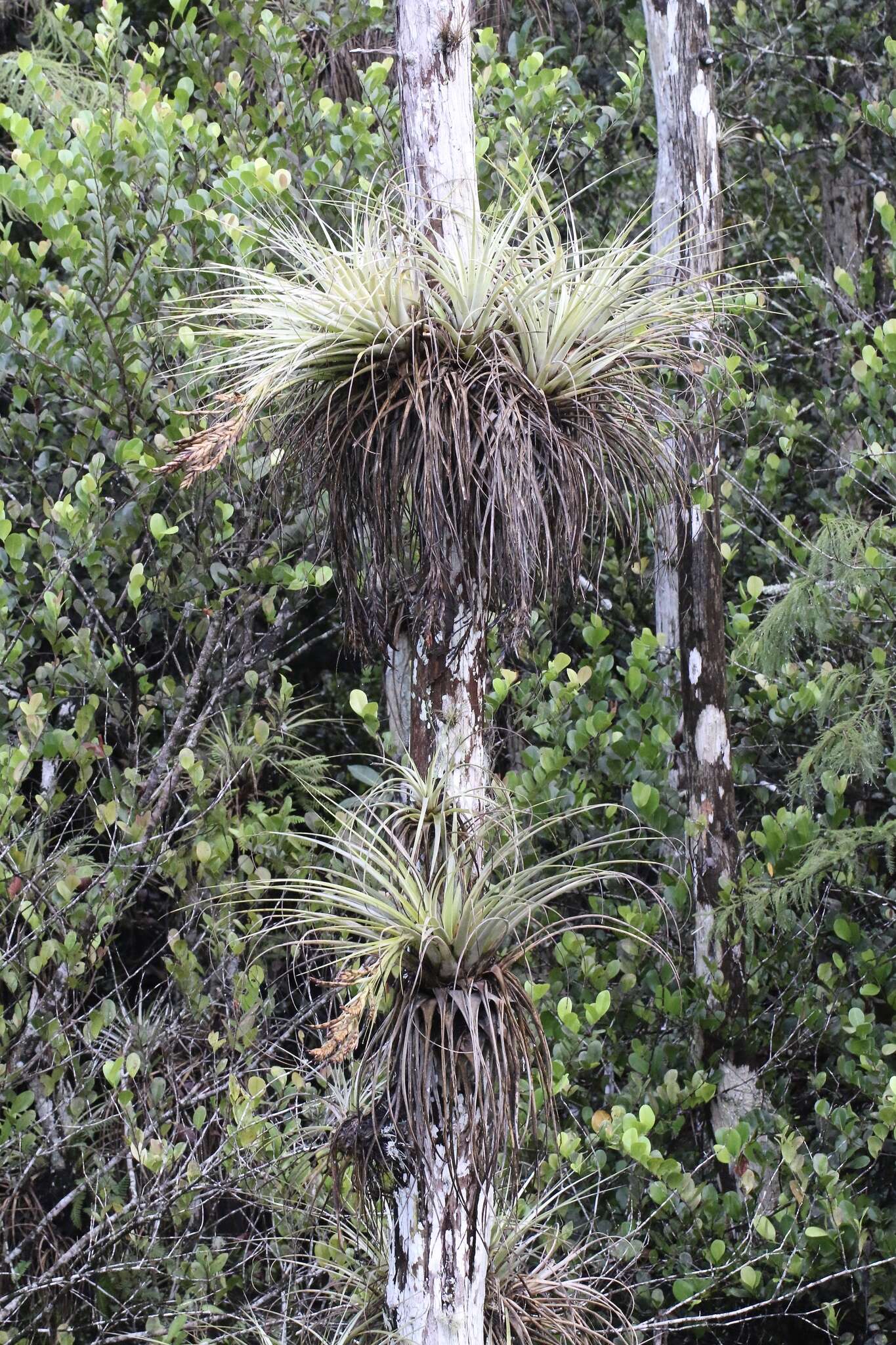 Image of giant airplant