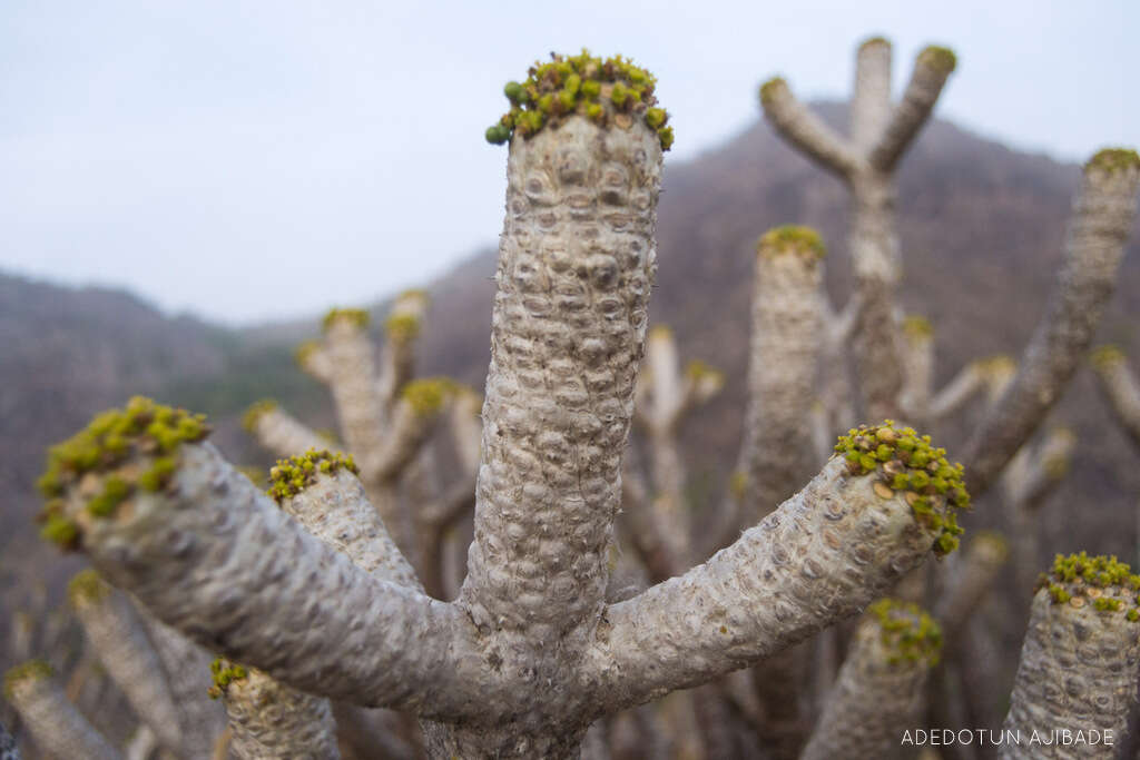 Image of Octopus cabbage tree