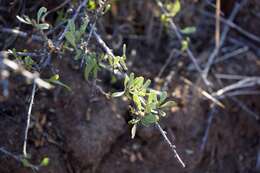 Image of desert almond