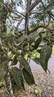 Image of Ficus sarmentosa var. henryi (King ex Oliver) Corner