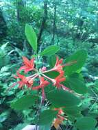 صورة Rhododendron cumberlandense E. L. Braun