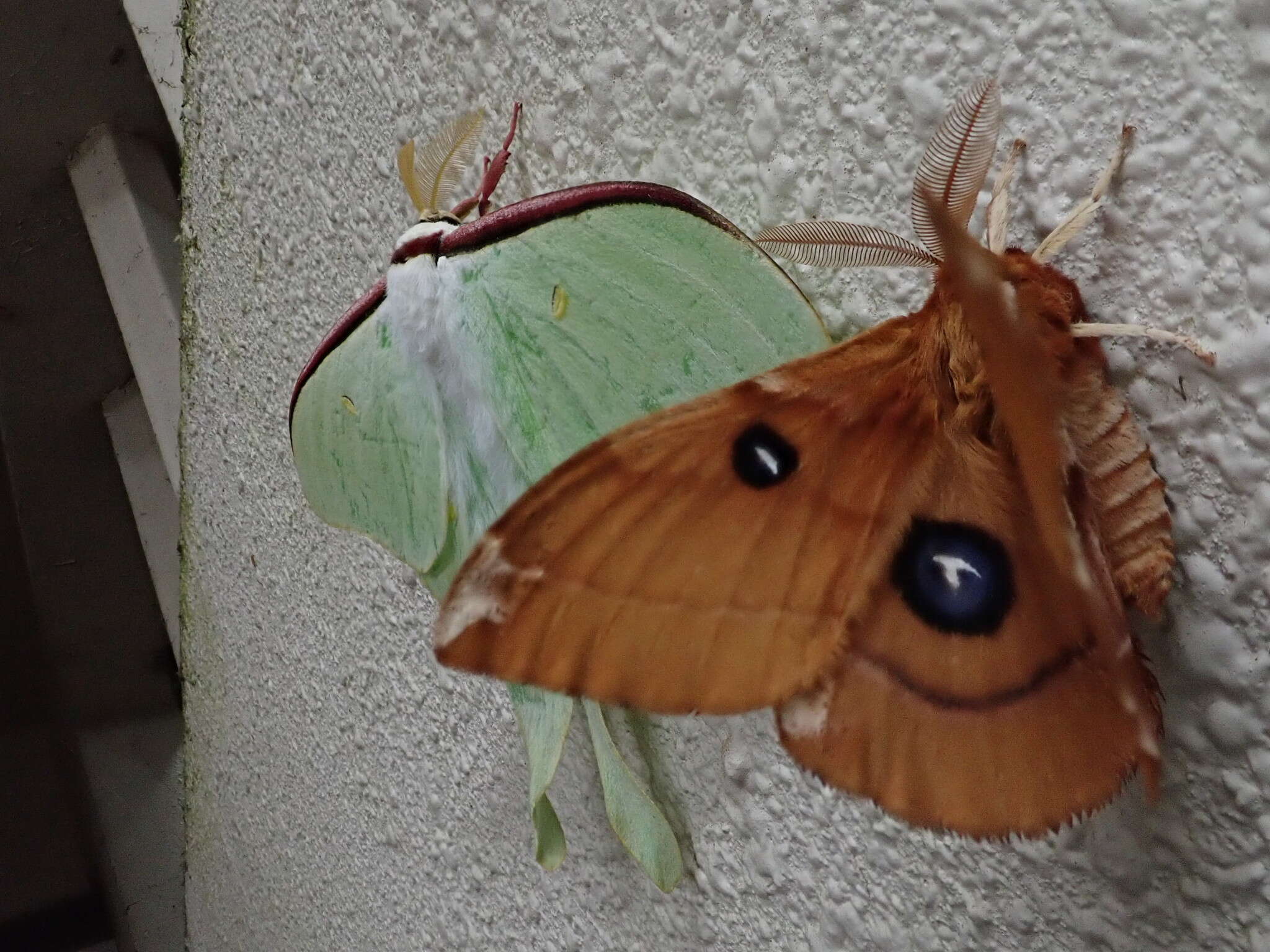 Imagem de Aglia japonica Leech (1889)