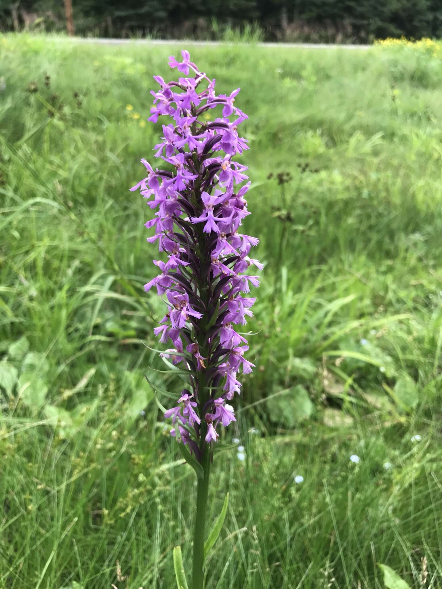 Image of Lesser purple fringed orchid