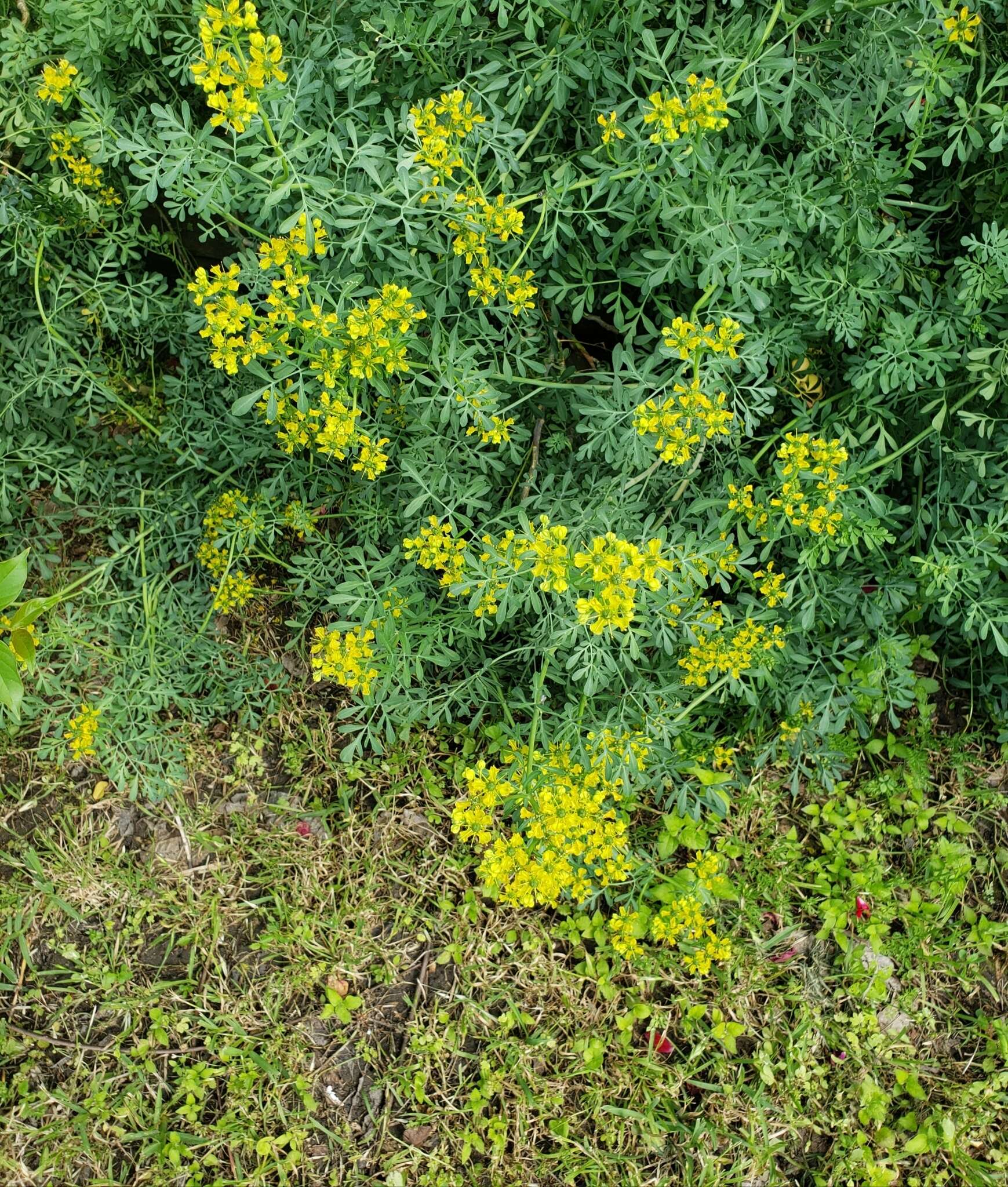 Plancia ëd Ruta graveolens L.