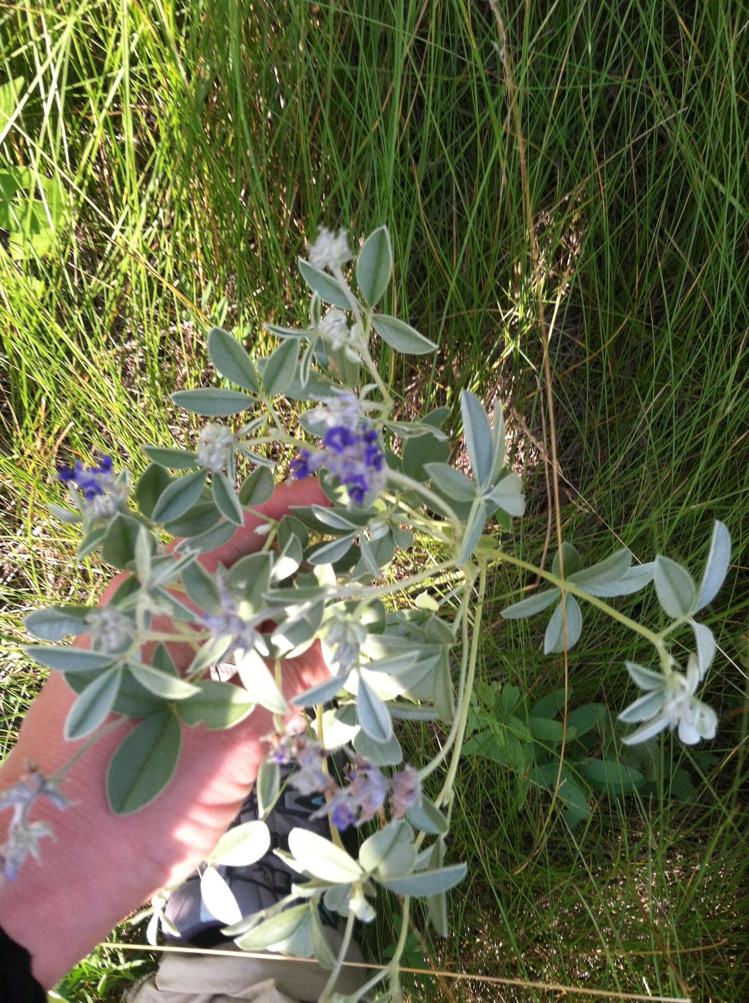 Plancia ëd Psoralea argophylla Pursh