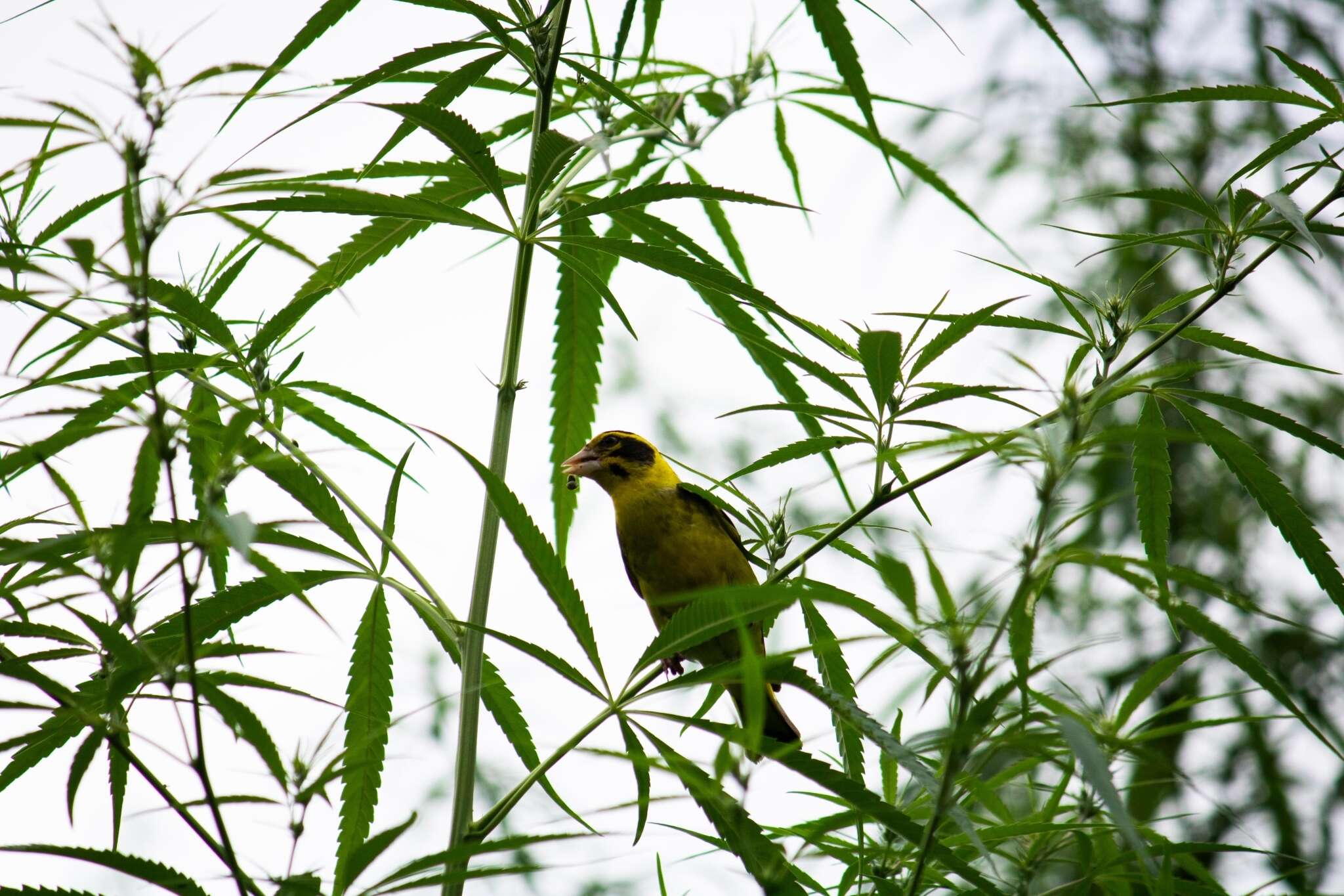 Image of Yellow-breasted Greenfinch