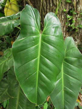 Image of Philodendron appendiculatum Nadruz & Mayo