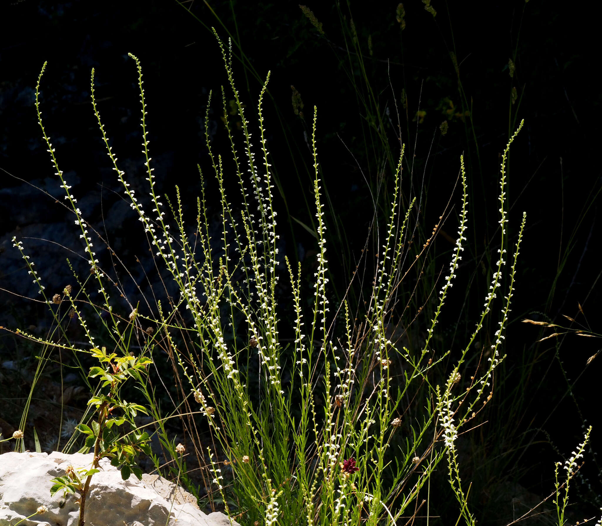 Image de Anarrhinum forskaohlii (J. F. Gmel.) Cuf.