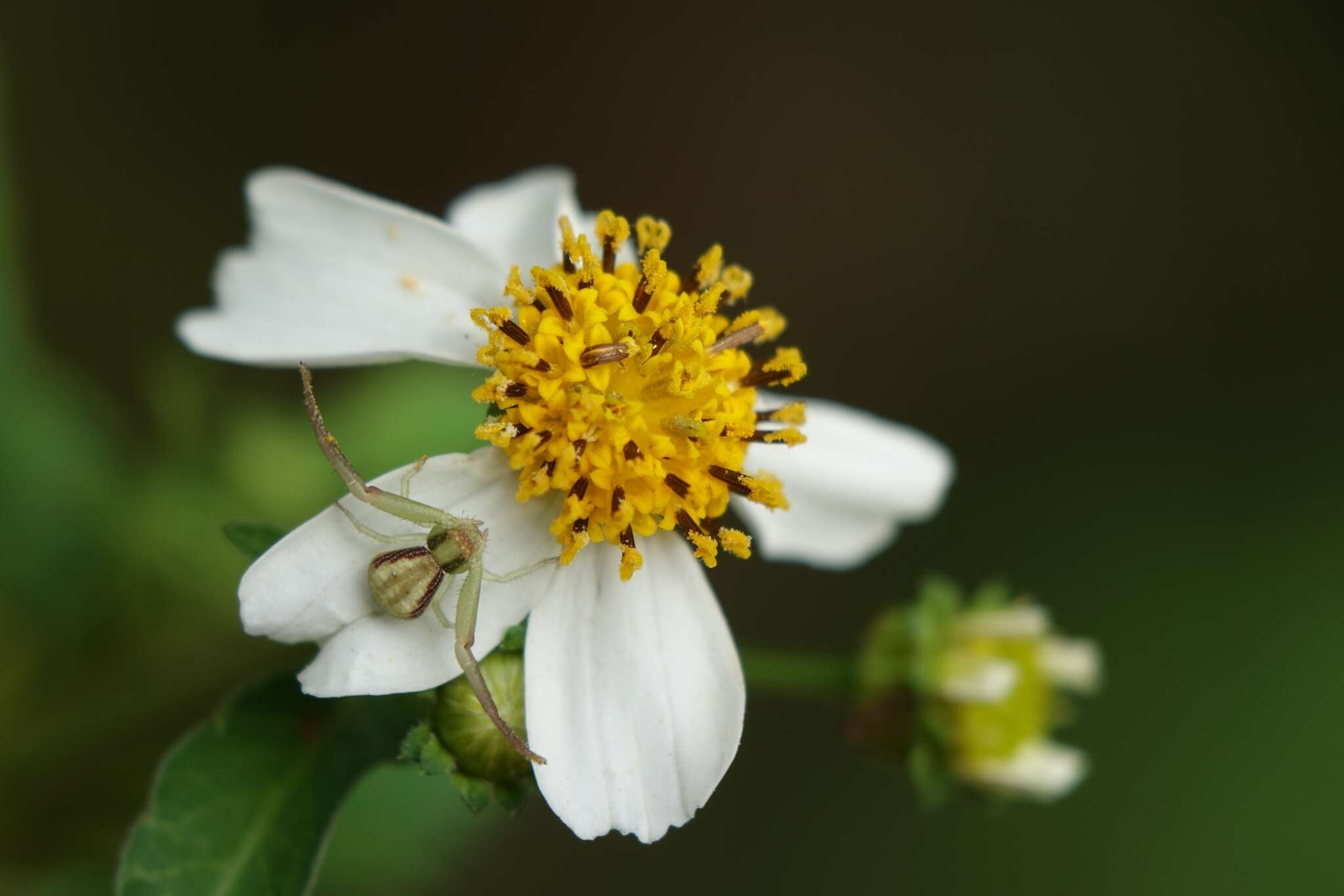 Sivun Ebrechtella pseudovatia (Schenkel 1936) kuva