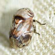 صورة Clastoptera undulata Uhler 1864